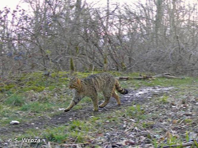  Chat sauvage (Felis silvestris) © S. Wroza