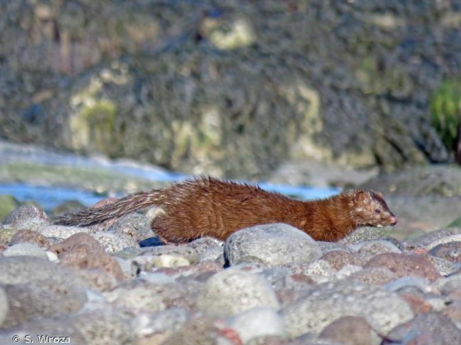  Vison (Mustela vison) © S. Wroza