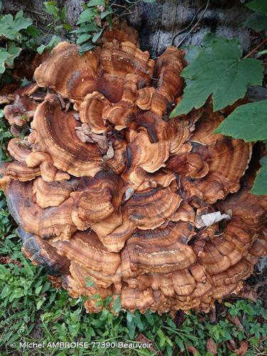 Polypore géant (Meripilus giganteus) © Michel AMBROISE