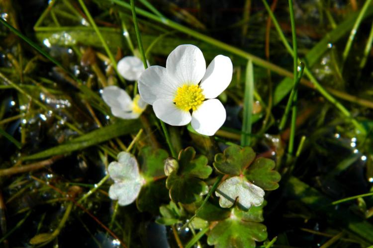 Renoncule aquatique (Ranunculus aquatilis) © Morvan Debroize