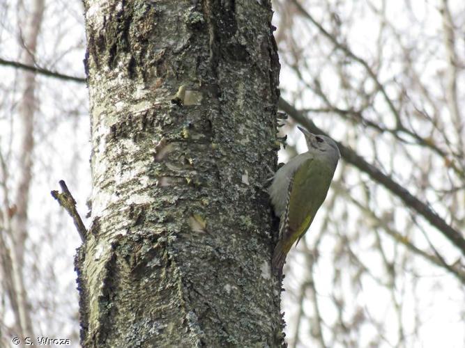 Pic cendré (Picus canus) © S. Wroza