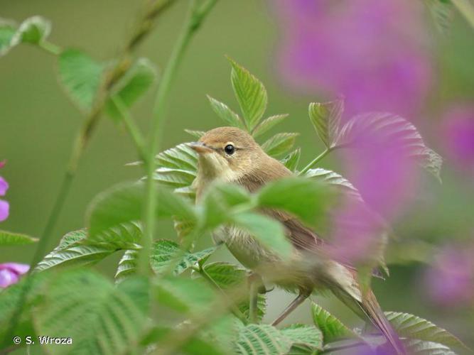 Rousserolle verderolle (Acrocephalus palustris) © S. Wroza