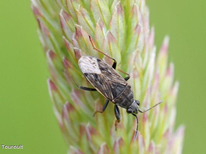 Peritrechus gracilicornis © J. Touroult