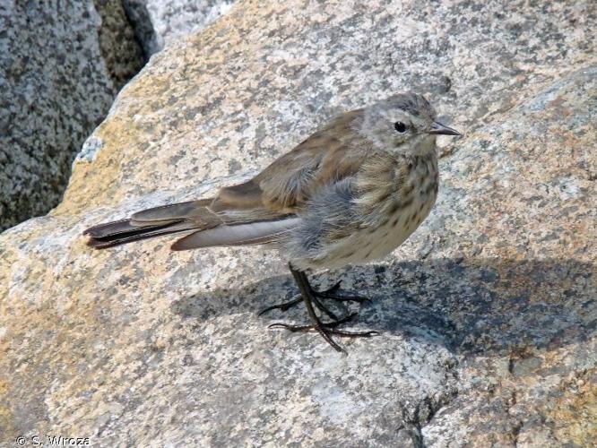 Pipit spioncelle (Anthus spinoletta) © S. Wroza