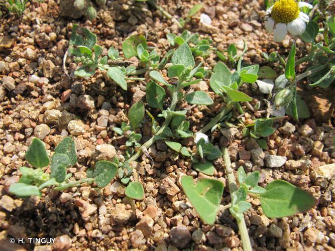  Chénopode puant (Chenopodium vulvaria) © H. Tinguy