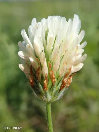 Trifolium alexandrinum © H. Tinguy