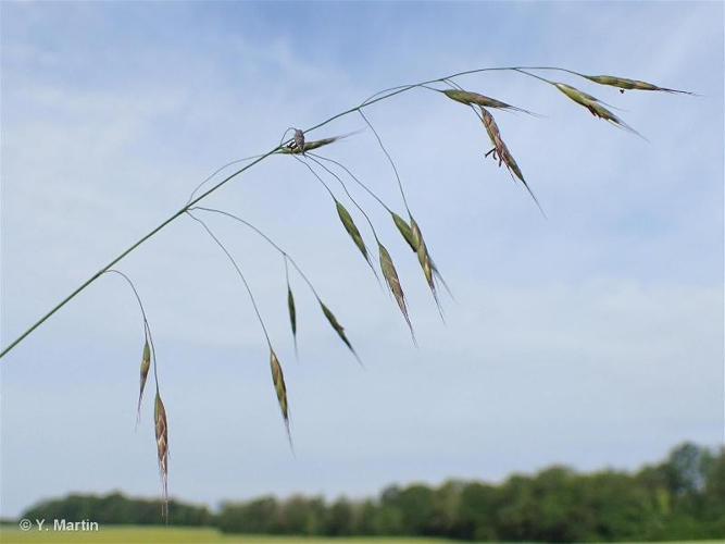 Brome des champs (Bromus arvensis) © Y. Martin