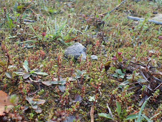 Centenille naine (Lysimachia minima) © Y. Martin