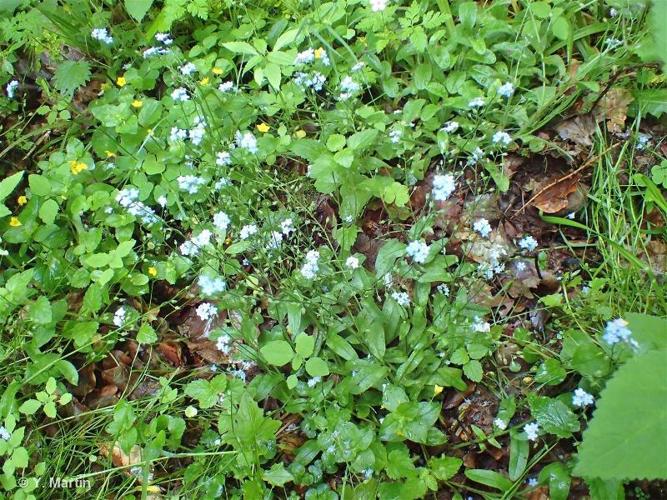 Myosotis des forêts (Myosotis sylvatica) © Y. Martin