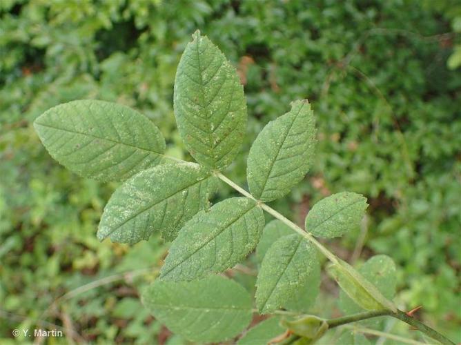  Églantier tomenteux (Rosa tomentosa) © Y. Martin