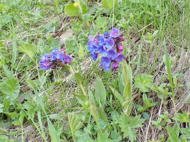 Pulmonaria angustifolia © Y. Martin