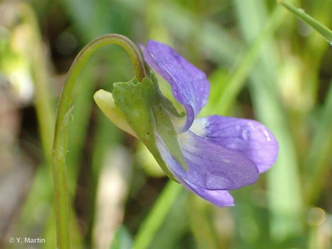 Violette des chiens (Viola canina) © Y. Martin