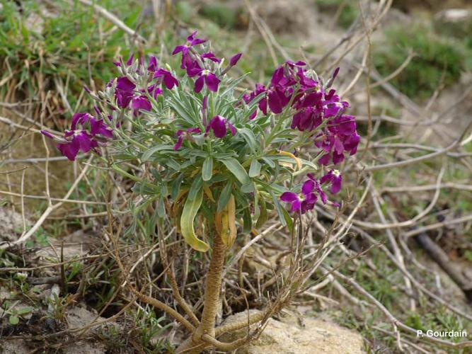  Violier (Matthiola incana) © P. Gourdain