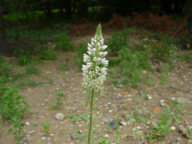 Réséda blanc (Reseda alba) © P. Gourdain