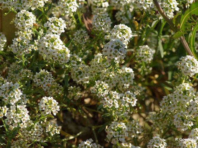  Alysse maritime (Lobularia maritima) © P. Gourdain