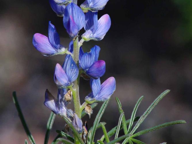 Lupin réticulé (Lupinus angustifolius) © O. Delzons