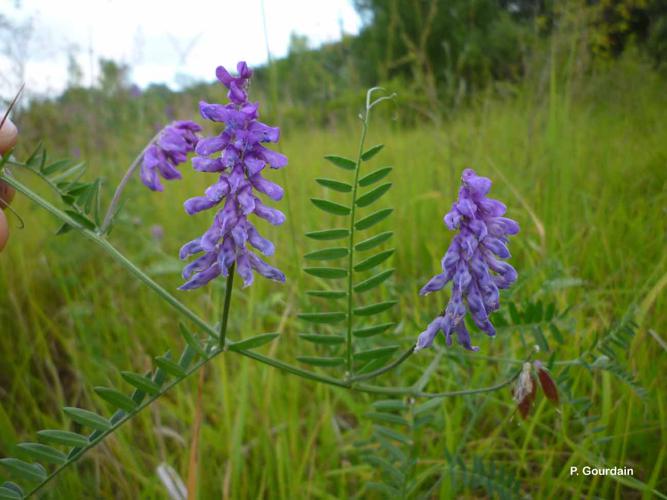 Vesce à petites feuilles (Vicia tenuifolia) © P. Gourdain