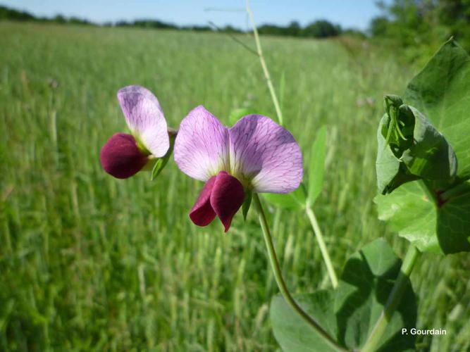 Pois cultivé (Pisum sativum) © P. Gourdain