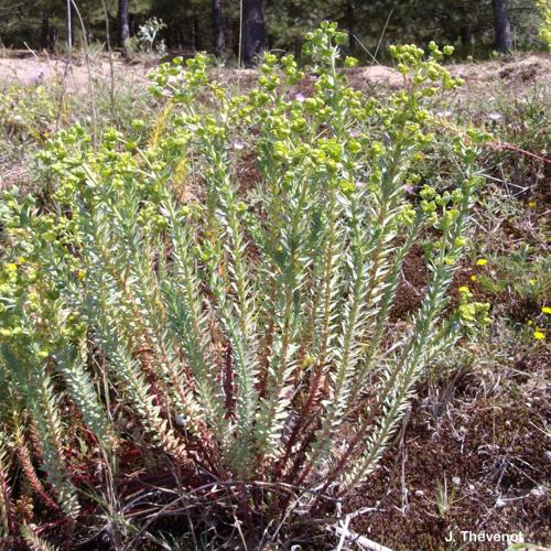  Euphorbe des sables (Euphorbia paralias) © J. Thévenot