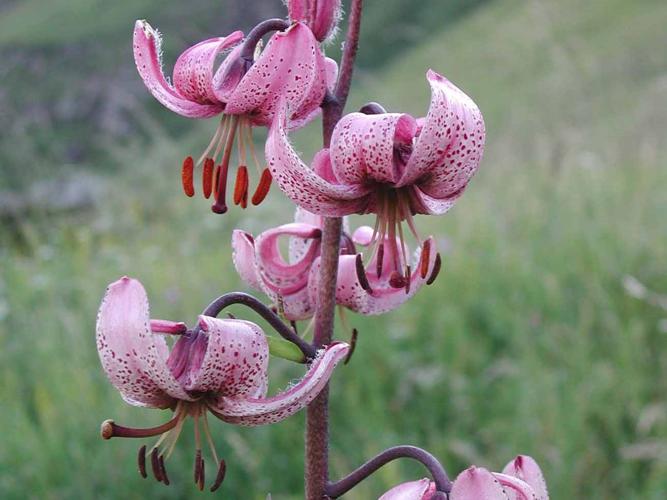  Lis de Catherine (Lilium martagon) © A. Horellou