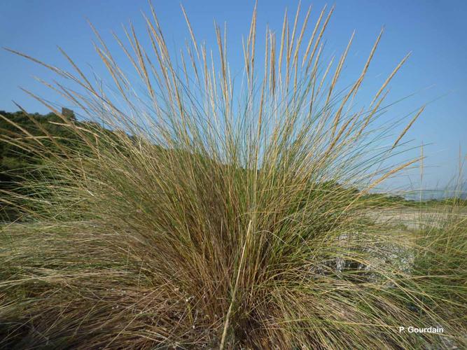  Chiendent marin (Ammophila arenaria) © P. Gourdain