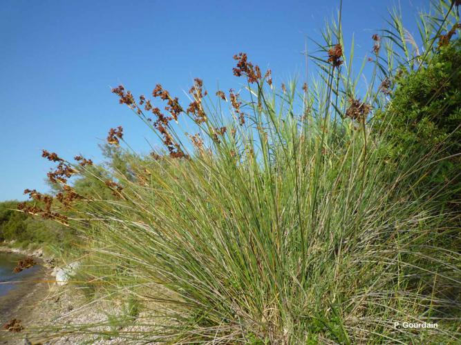  Jonc à tépales pointus (Juncus acutus) © P. Gourdain