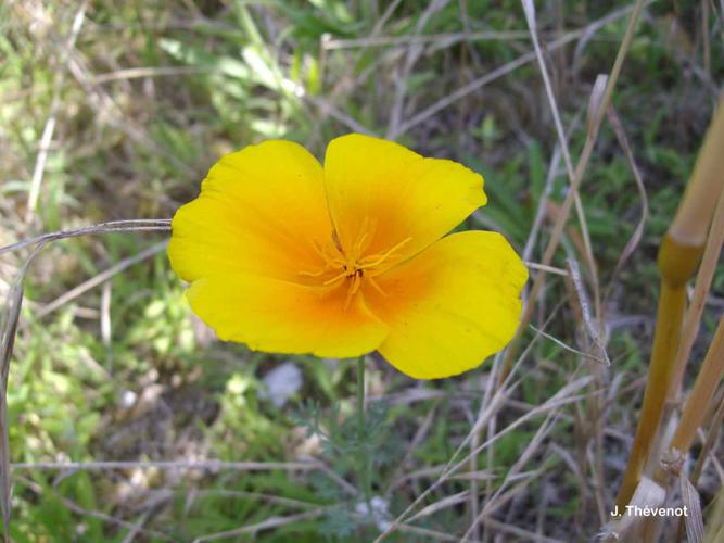  Eschscholzie de Californie (Eschscholzia californica) © J. Thévenot