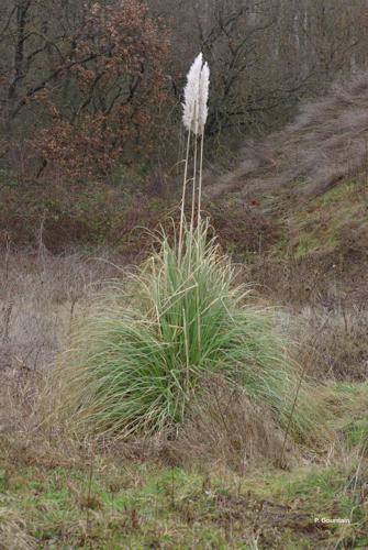  Roseau à plumes (Cortaderia selloana) © P. Gourdain