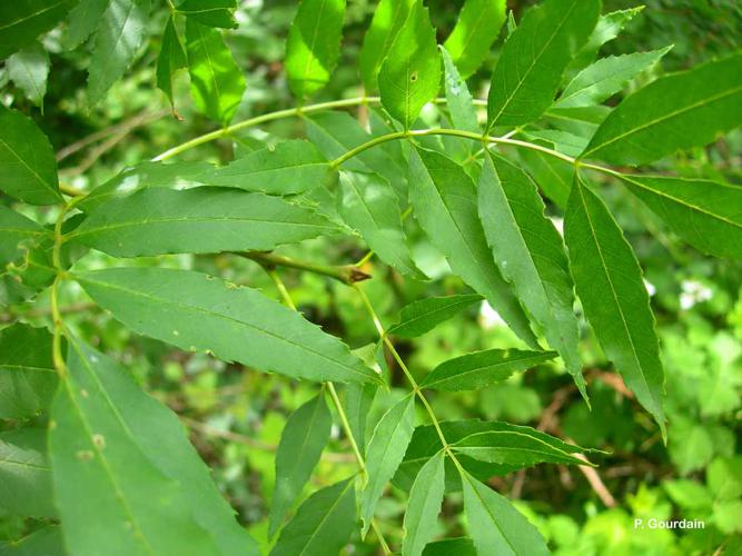 Frêne à feuilles étroites (Fraxinus angustifolia) © P. Gourdain