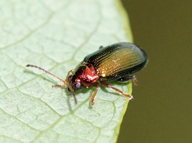 Altise dorée (Crepidodera aurata) © Sylvain Montagner