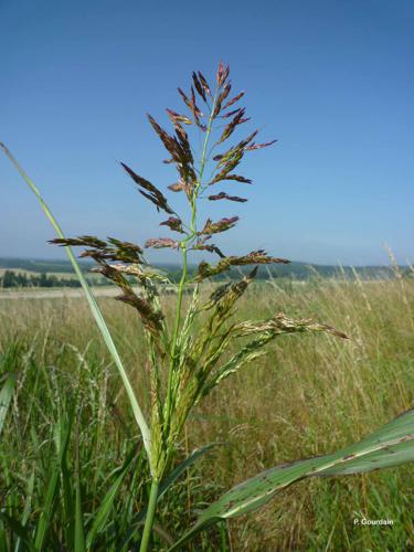 Panic faux-millet (Panicum miliaceum) © P. Gourdain