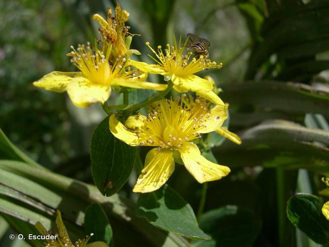 Millepertuis maculé (Hypericum maculatum Crantz, 1763 subsp. maculatum) © O. Escuder