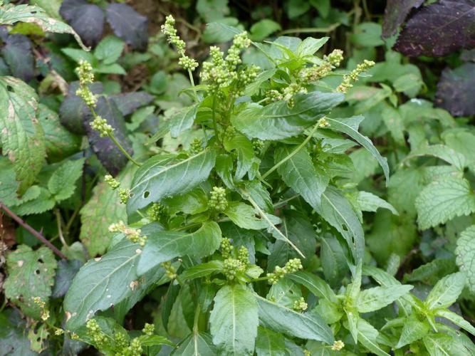 Mercuriale annuelle (Mercurialis annua) © Morvan Debroize