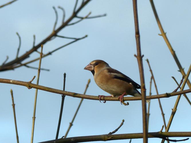 Grosbec casse-noyaux (Coccothraustes coccothraustes), femelle © Morvan Debroize