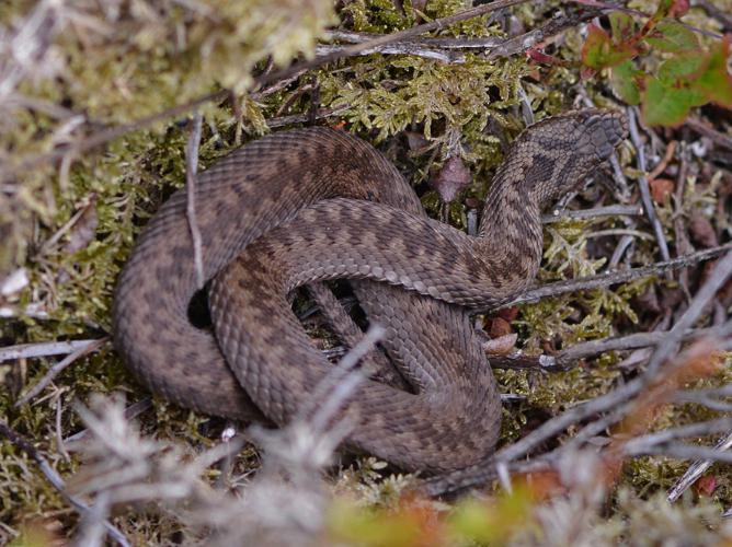 Vipère péliade (Vipera berus) © Benjamin Beaufils