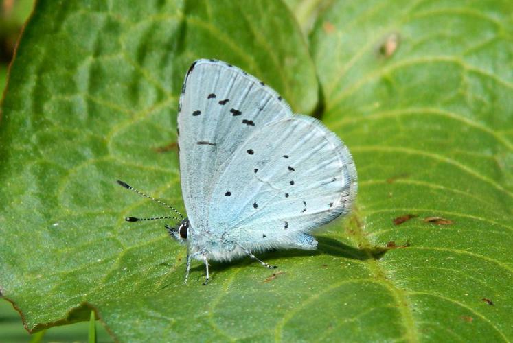 Azuré des Nerpruns (Celastrina argiolus) © Morvan Debroize