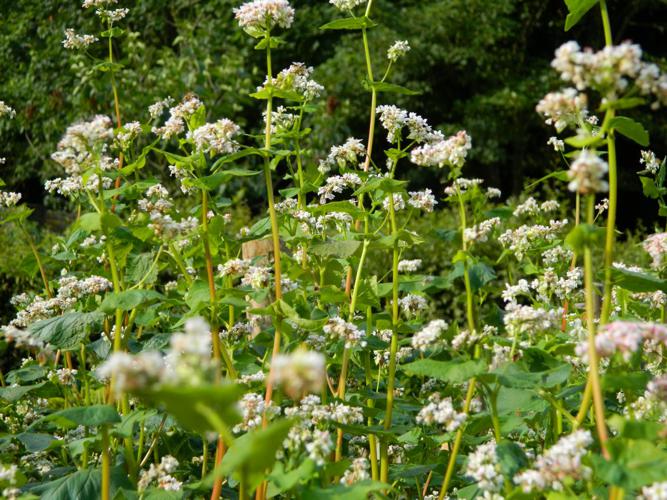 Sarrasin commun (Fagopyrum esculentum) © Morvan Debroize