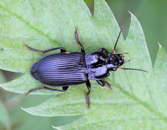 Anisodactylus binotatus © Marie Lou Legrand