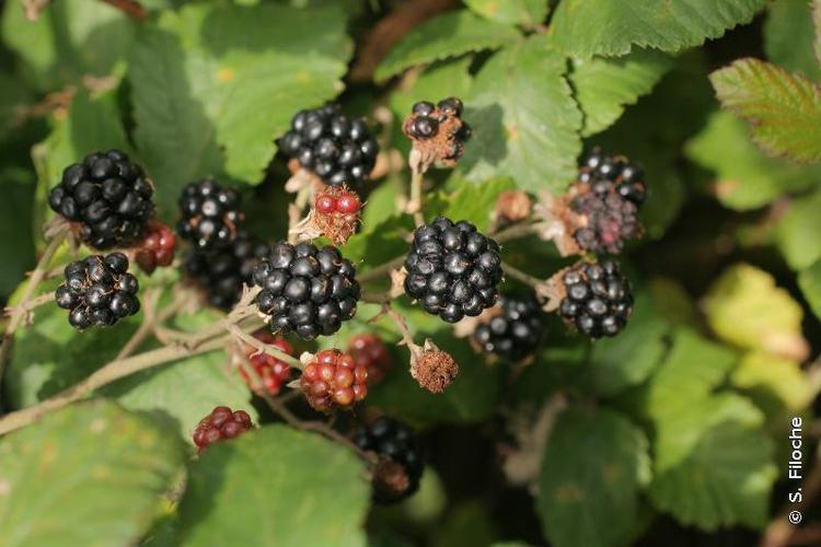 Ronce de Bertram (Rubus fruticosus) © S. Filoche