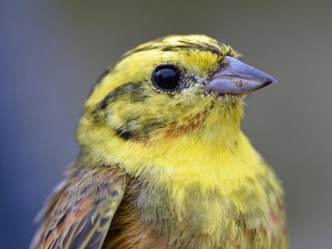 Bruant jaune (Emberiza citrinella) © Benjamin Beaufils