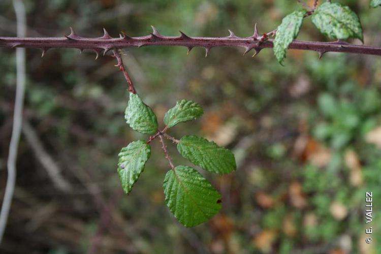 Ronce à feuilles d'Orme (Rubus ulmifolius) © E. VALLEZ