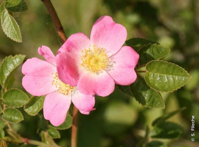 Rosier à petites fleurs (Rosa micrantha) © S. Filoche