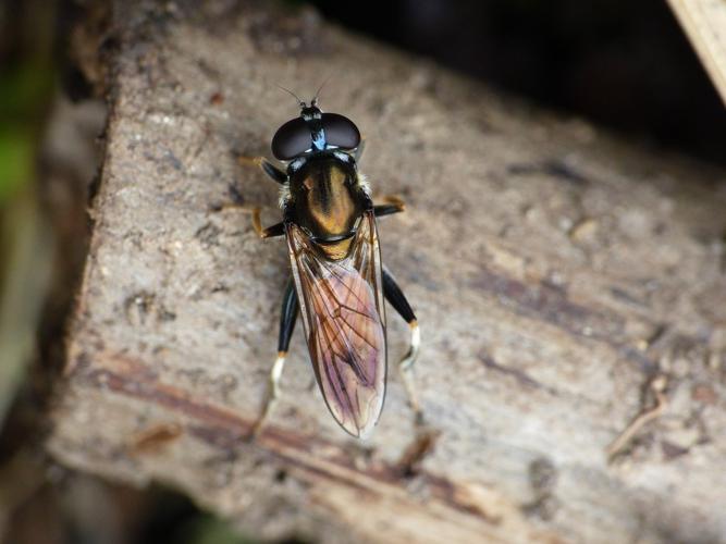 Xylote indolente (Xylota segnis) © Morvan Debroize