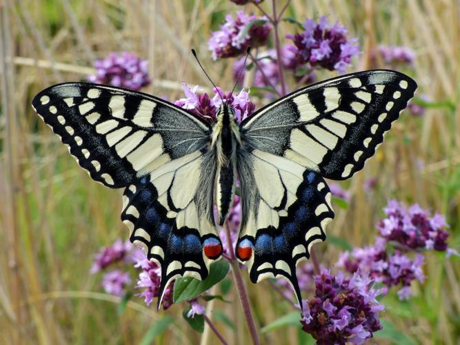 Machaon (Papilio machaon) © Morvan Debroize