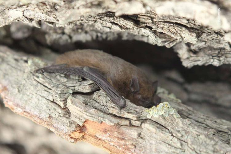 Noctule commune (Nyctalus noctula) © A. Horellou