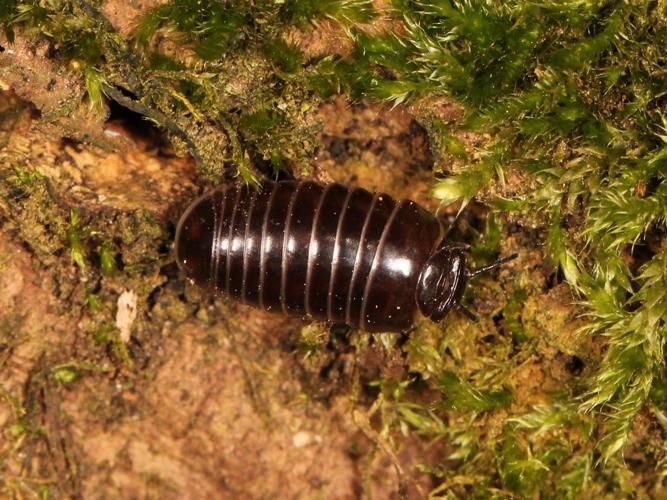 Glomeris marginata © Marie Lou Legrand