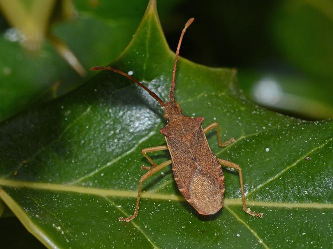 Gonocerus acuteangulatus © Benjamin Beaufils