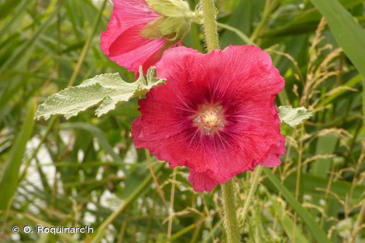 Rose trémière (Alcea rosea) © O. Roquinarc'h