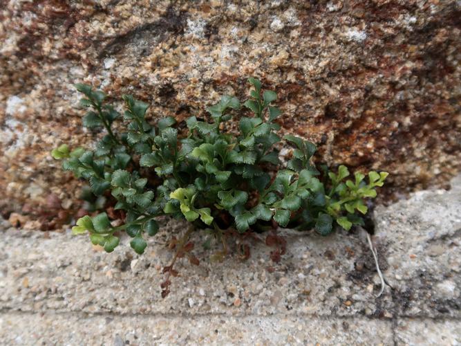 Doradille rue des murailles (Asplenium ruta-muraria) © Mathilde Collet