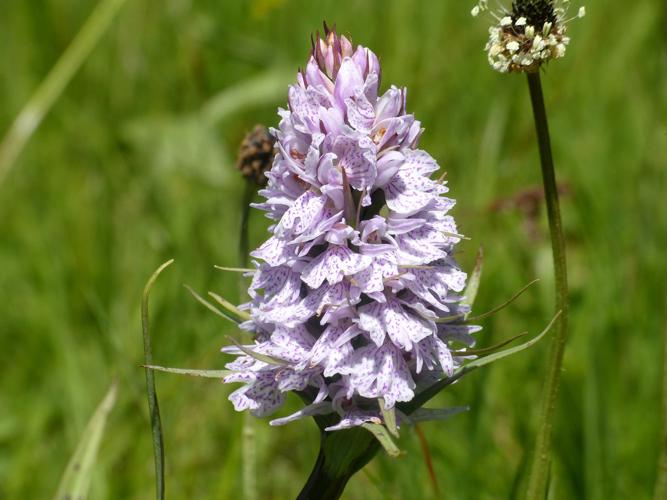 Orchis maculé (Dactylorhiza maculata) © Morvan Debroize